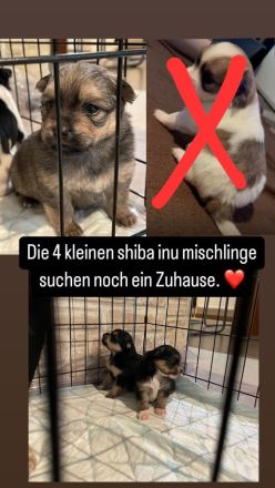 Shiba inu Pinscher mix Welpen