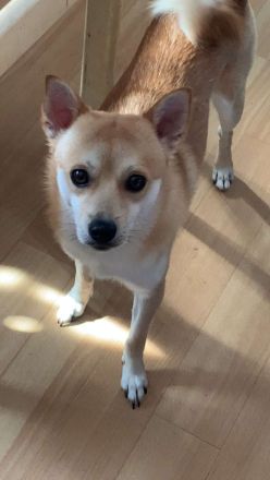 Shiba inu Pinscher mix Welpen