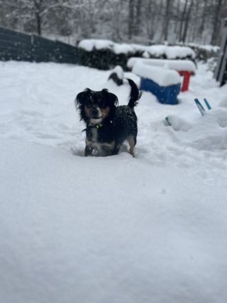 Shiba inu Pinscher mix Welpen