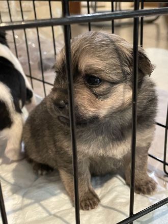 Shiba inu Pinscher mix Welpen