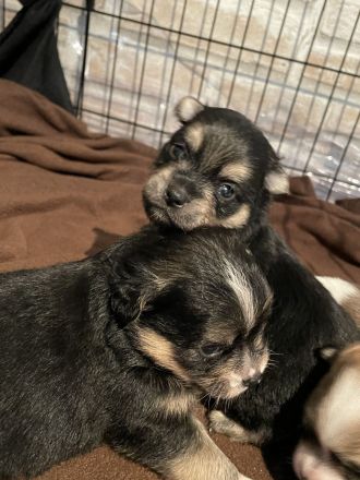 Shiba inu Pinscher mix Welpen