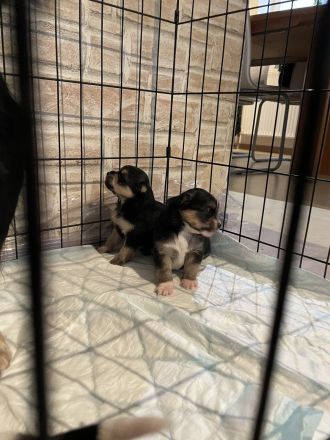 Shiba inu Pinscher mix Welpen