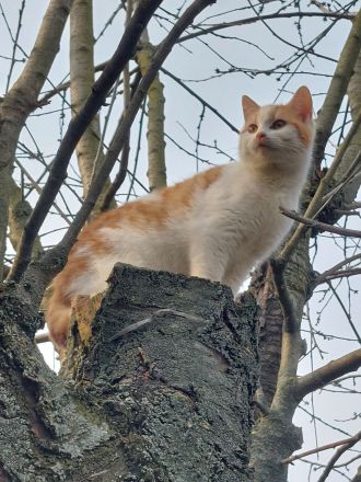 Katzenbaby Katzenbabys Norwegischer Waldkatzenmix