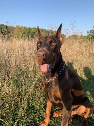 Dobermann Deckrüde von schwarze Kraft Zucht