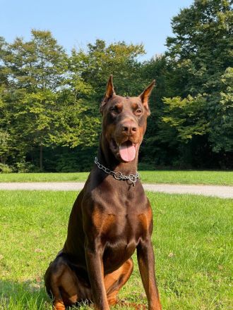 Dobermann Deckrüde von schwarze Kraft Zucht