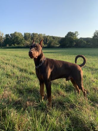 Dobermann Deckrüde von schwarze Kraft Zucht