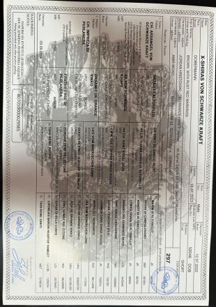 Dobermann Deckrüde von schwarze Kraft Zucht