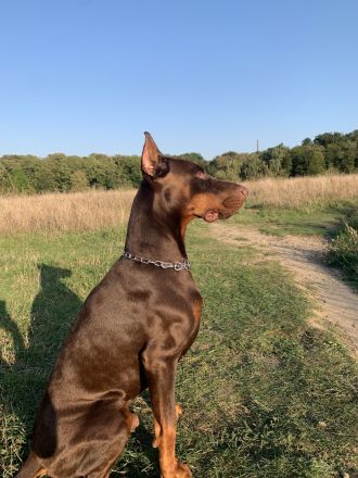 Dobermann Deckrüde von schwarze Kraft Zucht