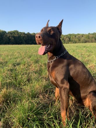 Dobermann Deckrüde von schwarze Kraft Zucht