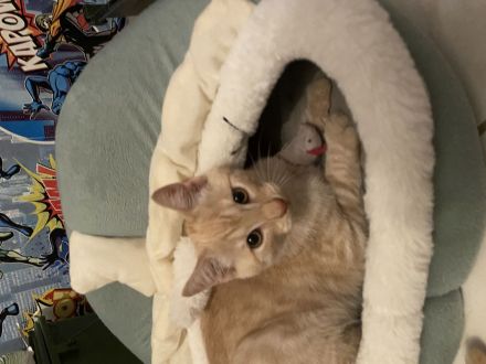 Mein kleines Katzenbaby sucht ein neues Zuhause