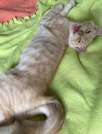 Mein kleines Katzenbaby sucht ein neues Zuhause