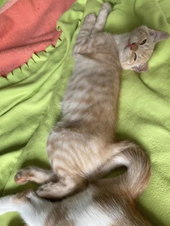 Mein kleines Katzenbaby sucht ein neues Zuhause