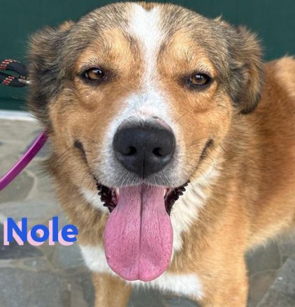 Nole, 01/22  - Goldschatz sucht Familie