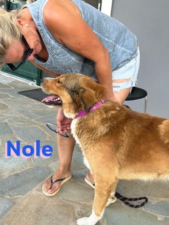 Nole, 01/22  - Goldschatz sucht Familie