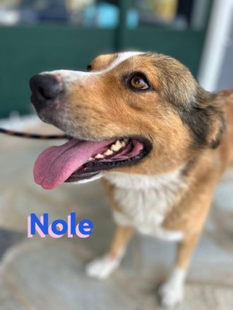 Nole, 01/22  - Goldschatz sucht Familie