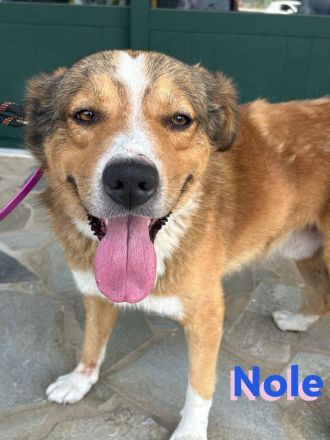 Nole, 01/22  - Goldschatz sucht Familie