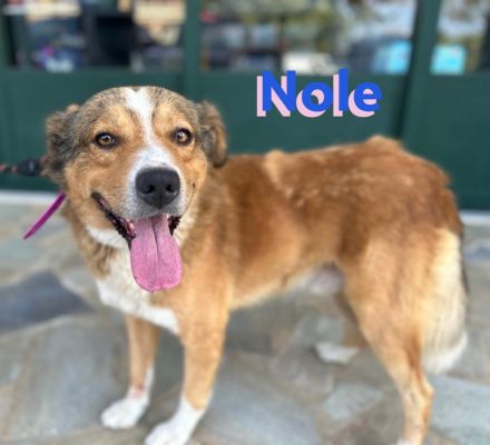 Nole, 01/22  - Goldschatz sucht Familie