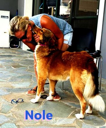 Nole, 01/22  - Goldschatz sucht Familie