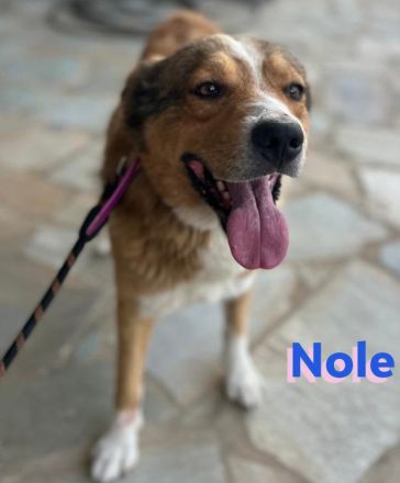 Nole, 01/22  - Goldschatz sucht Familie