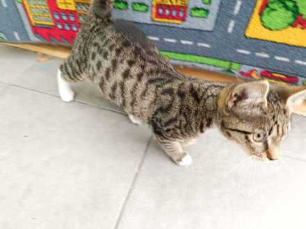 Europäische Kurzhaarkatze