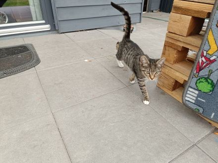 Europäische Kurzhaarkatze