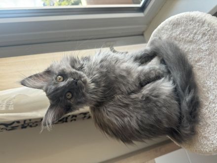 Maine coon kitten