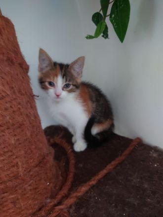 Türkisch Angora -EKH Katzenbabys