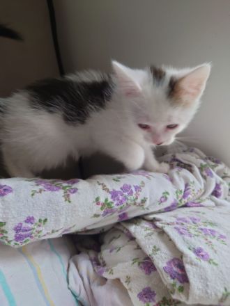 Türkisch Angora -EKH Katzenbabys