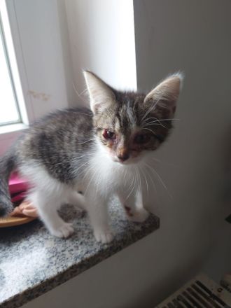 Türkisch Angora -EKH Katzenbabys