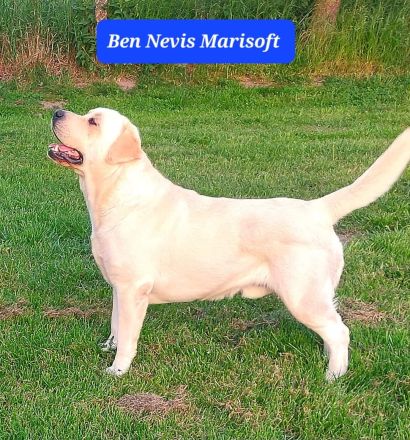 Wunderschöne Labradorwelpen