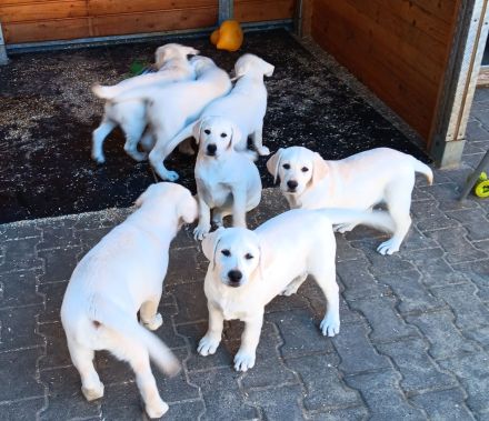 Wunderschöne Labradorwelpen