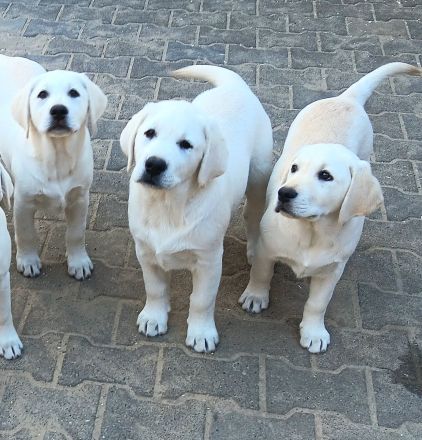 Wunderschöne Labradorwelpen