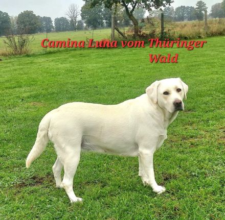 Wunderschöne Labradorwelpen