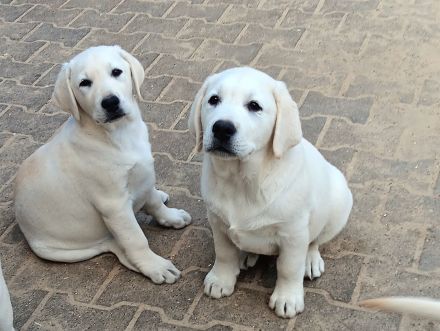 Wunderschöne Labradorwelpen