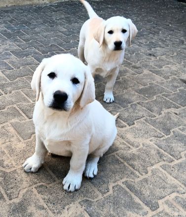 Wunderschöne Labradorwelpen