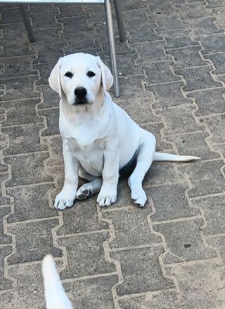 Wunderschöne Labradorwelpen