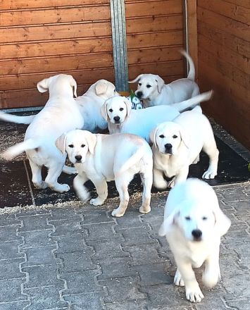 Wunderschöne Labradorwelpen