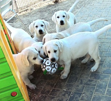 Wunderschöne Labradorwelpen