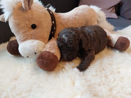 Spanische Wasserhundwelpen, Perro de Aqua