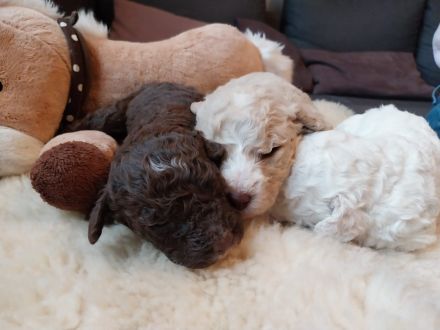 Spanische Wasserhundwelpen, Perro de Aqua