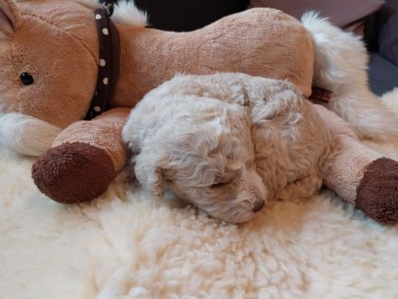 Spanische Wasserhundwelpen, Perro de Aqua