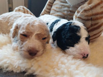 Spanische Wasserhundwelpen, Perro de Aqua