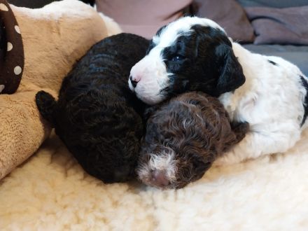 Spanische Wasserhundwelpen, Perro de Aqua