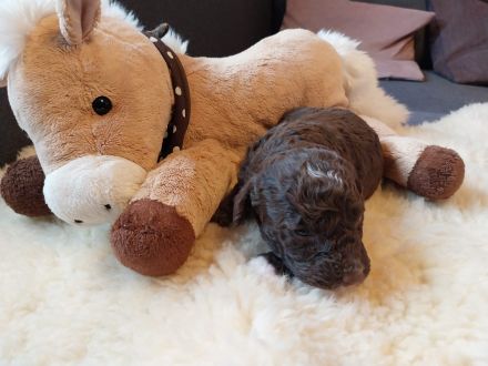 Spanische Wasserhundwelpen, Perro de Aqua