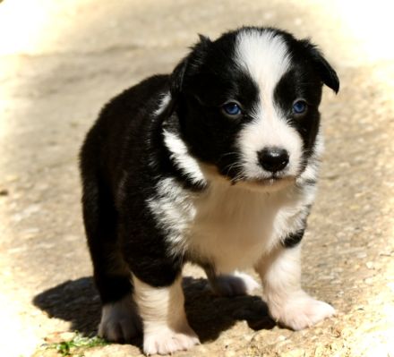 Border Collie Welpen