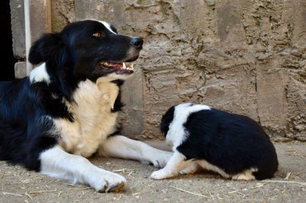 Border Collie Welpen