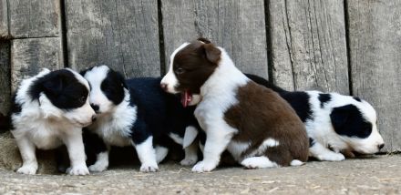 Border Collie Welpen