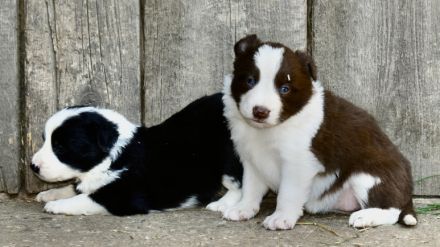 Border Collie Welpen