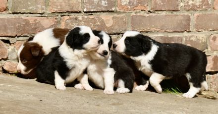 Border Collie Welpen