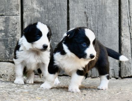 Border Collie Welpen